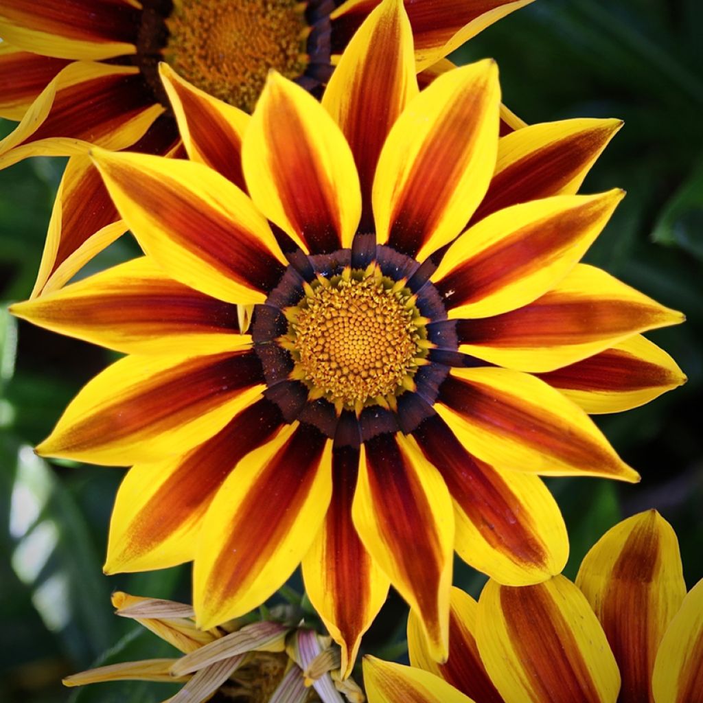 Gazania rigens Tiger Stripes Mixed