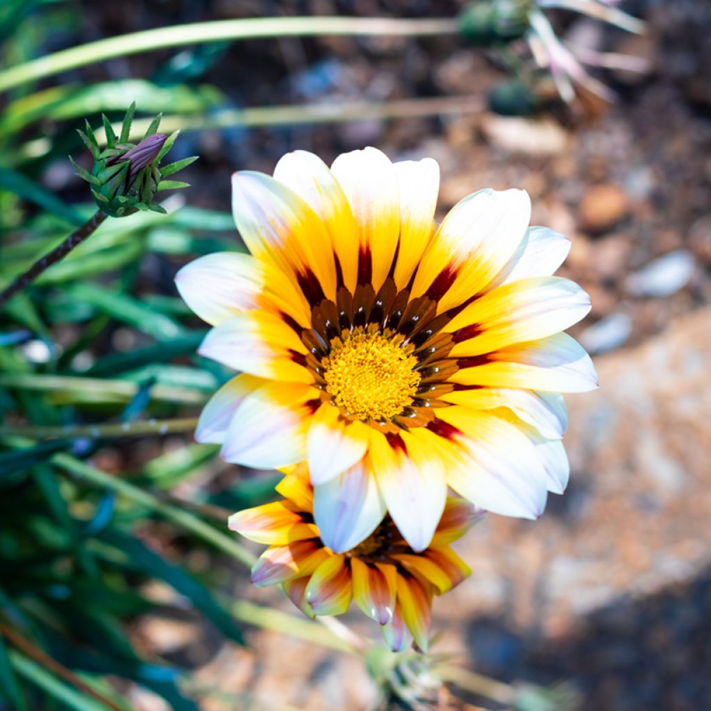 Gazania rigens Tiger Stripes Mixed