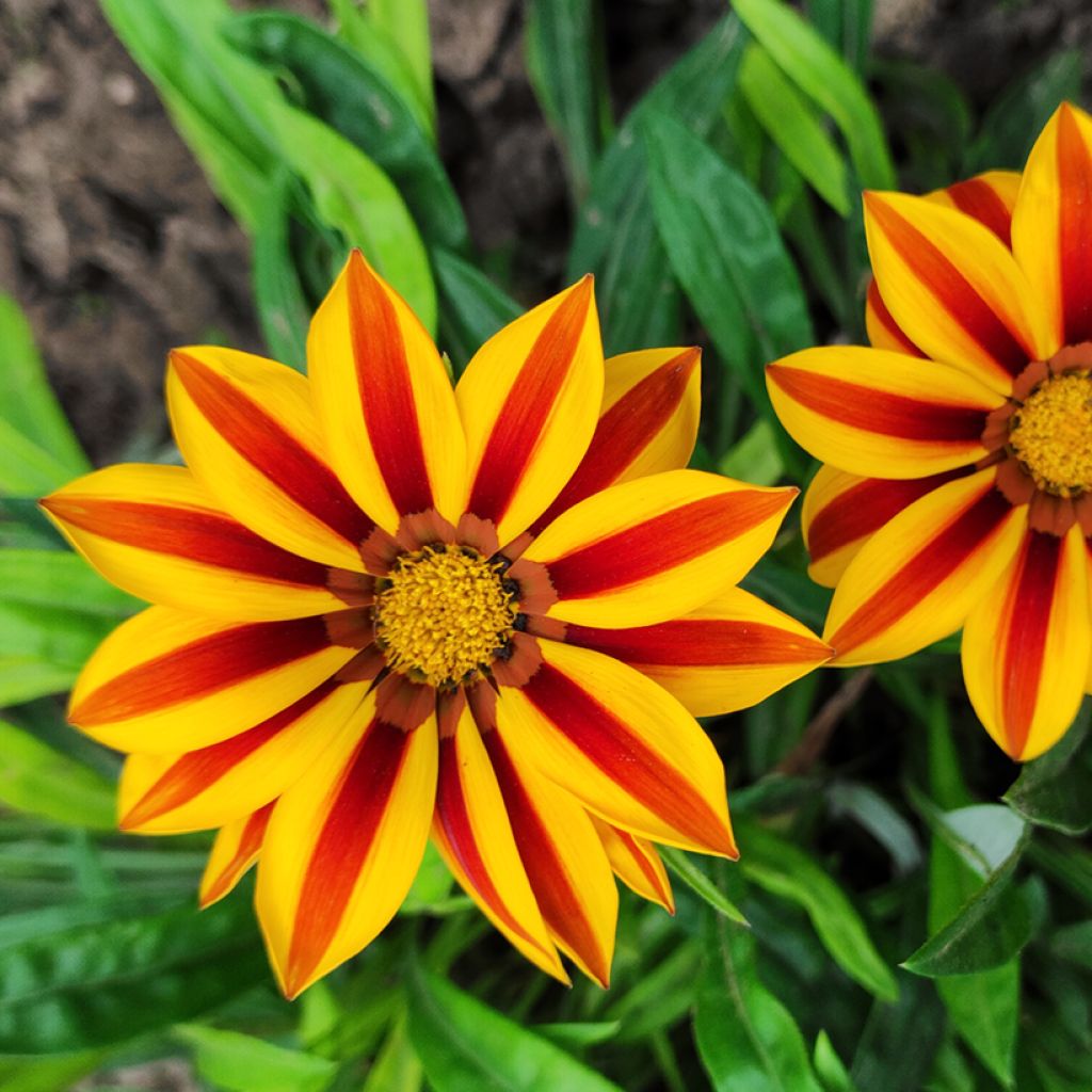 Gazania rigens Tiger Stripes Mixed