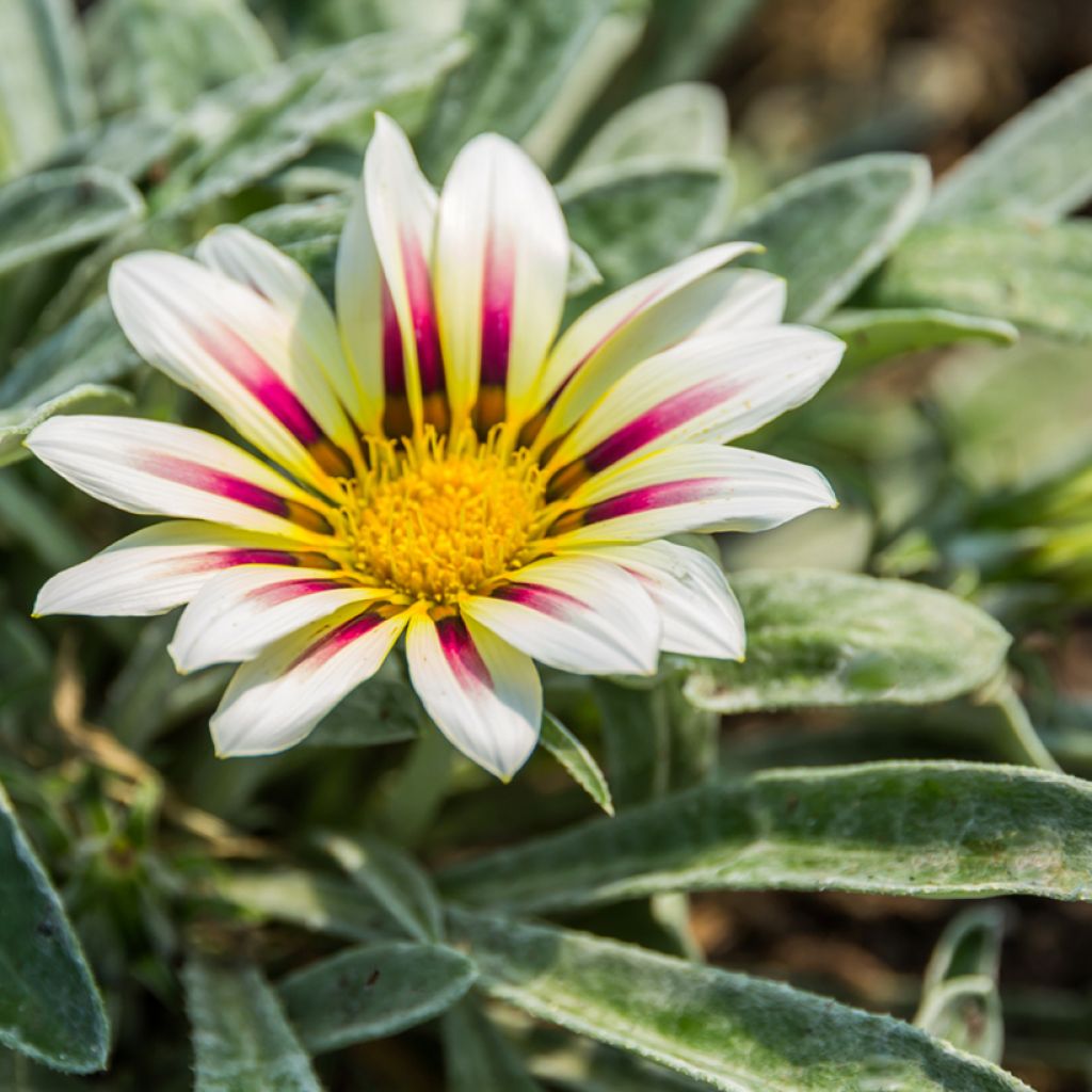 Gazania rigens Tiger Stripes Mixed