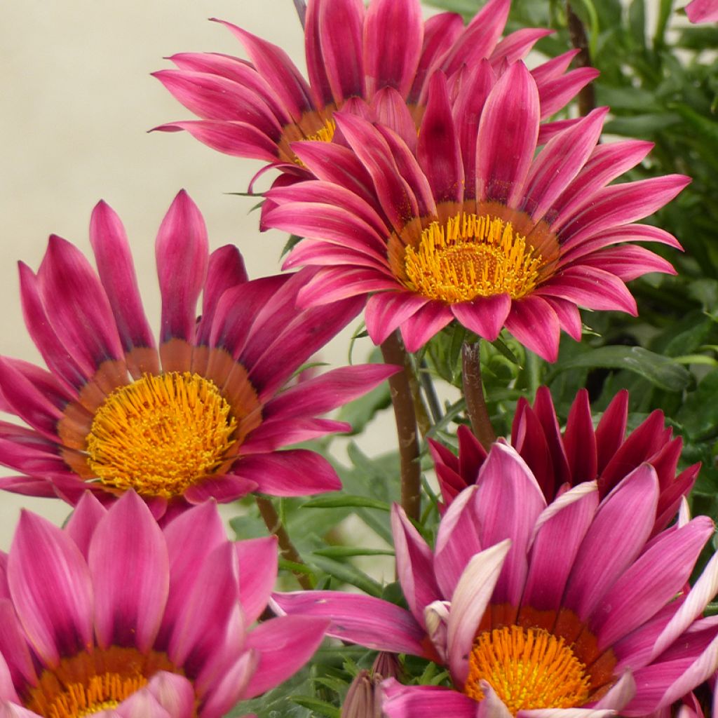 Graines de Gazania Zany F1 Pink