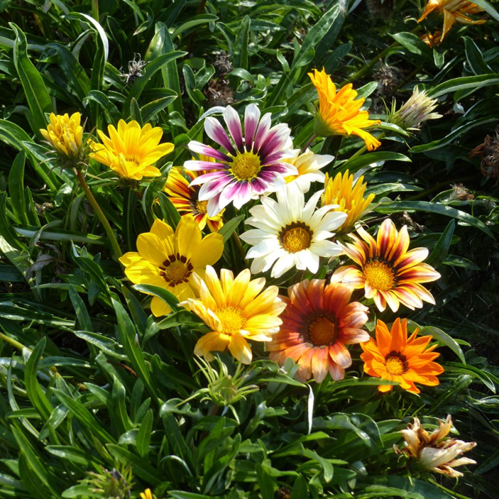 Gazania Garden Star Mix (semillas)