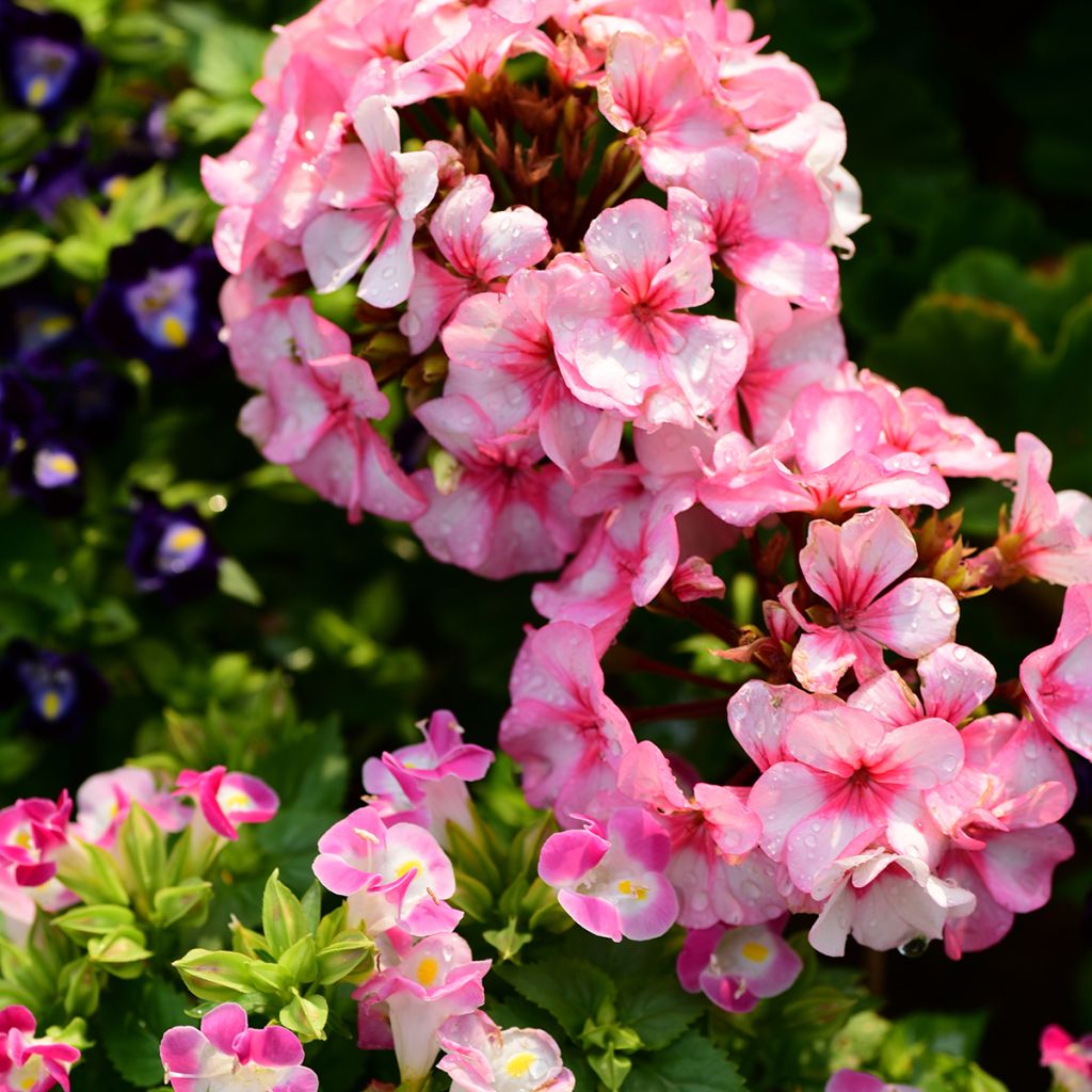 Geranio New Star F1 Hybrid- Pelargonium