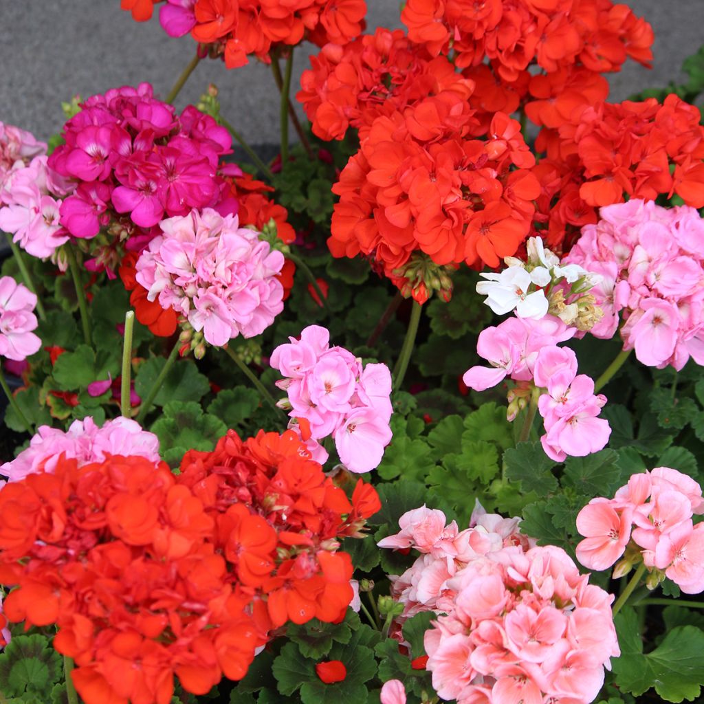 Geranio Horizon Shadow Mix F1- Pelargonium