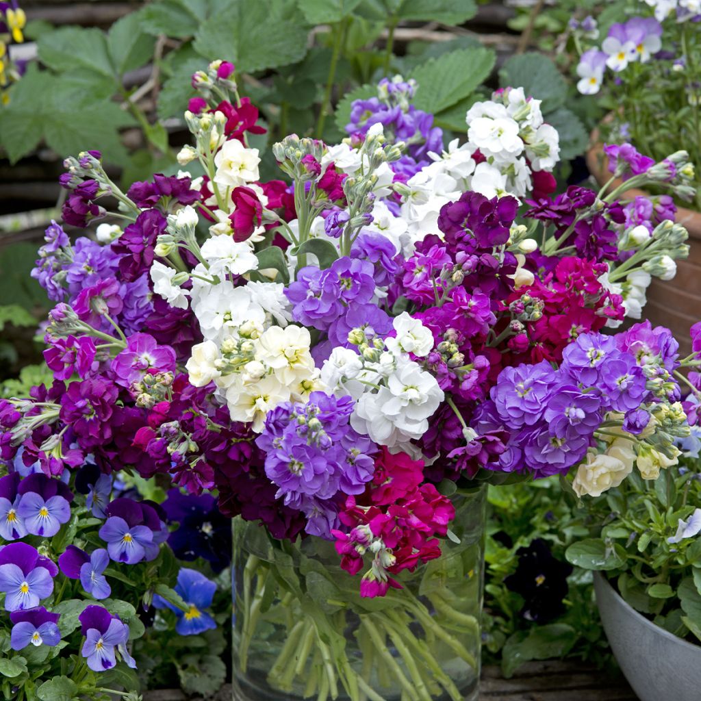 Matthiola incana Anytime Formula Mix