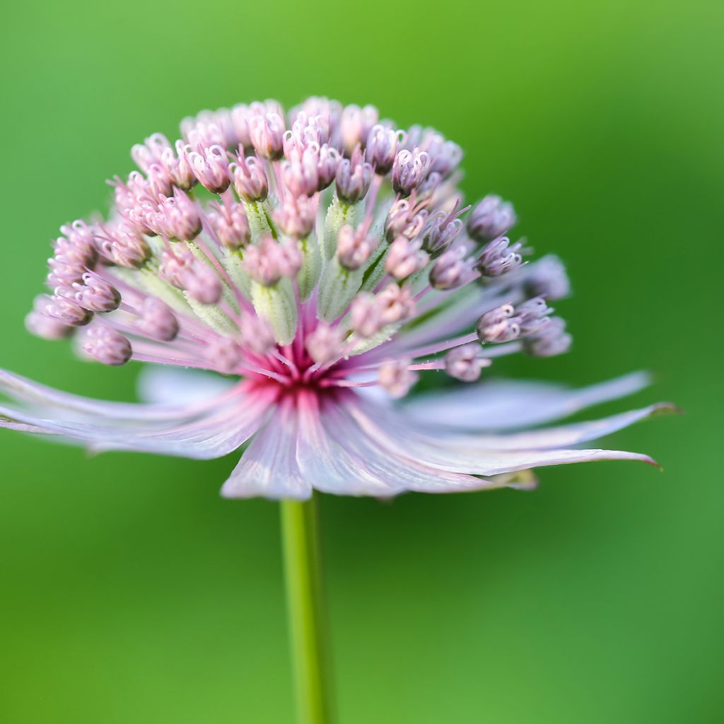 Sanícula hembra (semillas) - Astrantia major