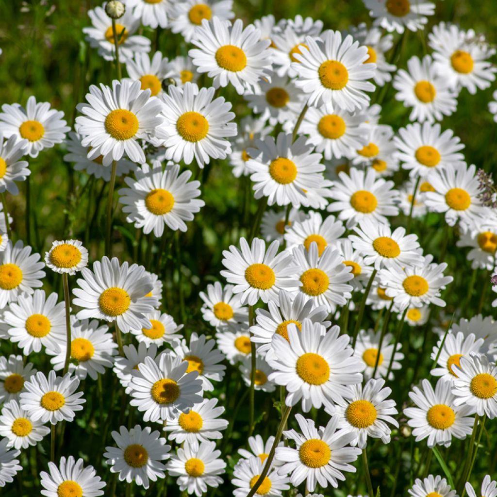 Leucanthemum vulgare (semillas) - Margarita mayor