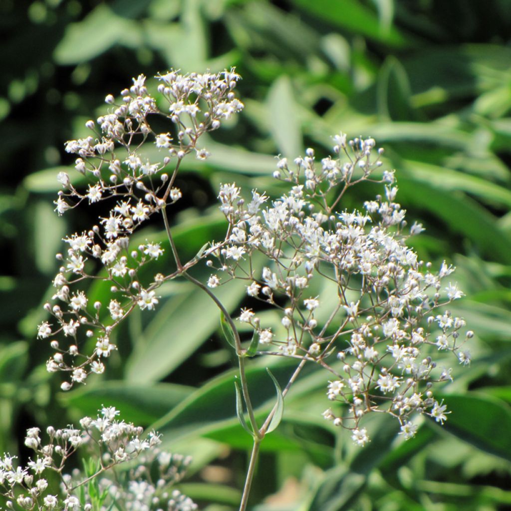 Gypsophila paniculata - Velo de novia