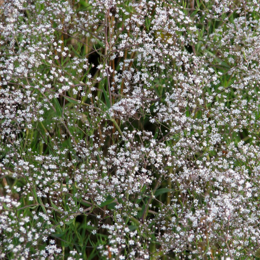 Gypsophila paniculata - Velo de novia