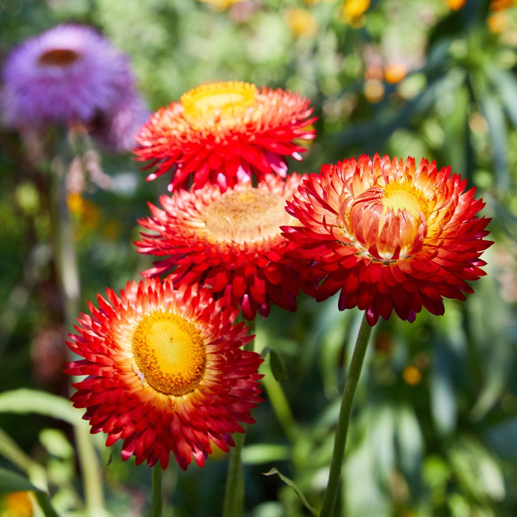 Helichrysum bracteatum Fireball Bio - Inmortal