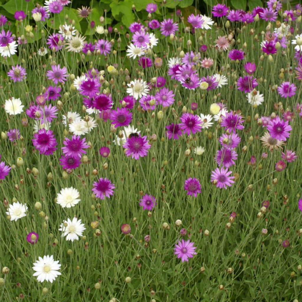 Xeranthemum annuum Mix