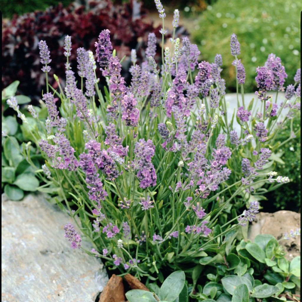 Lavanda angustifolia Ellagance Sky