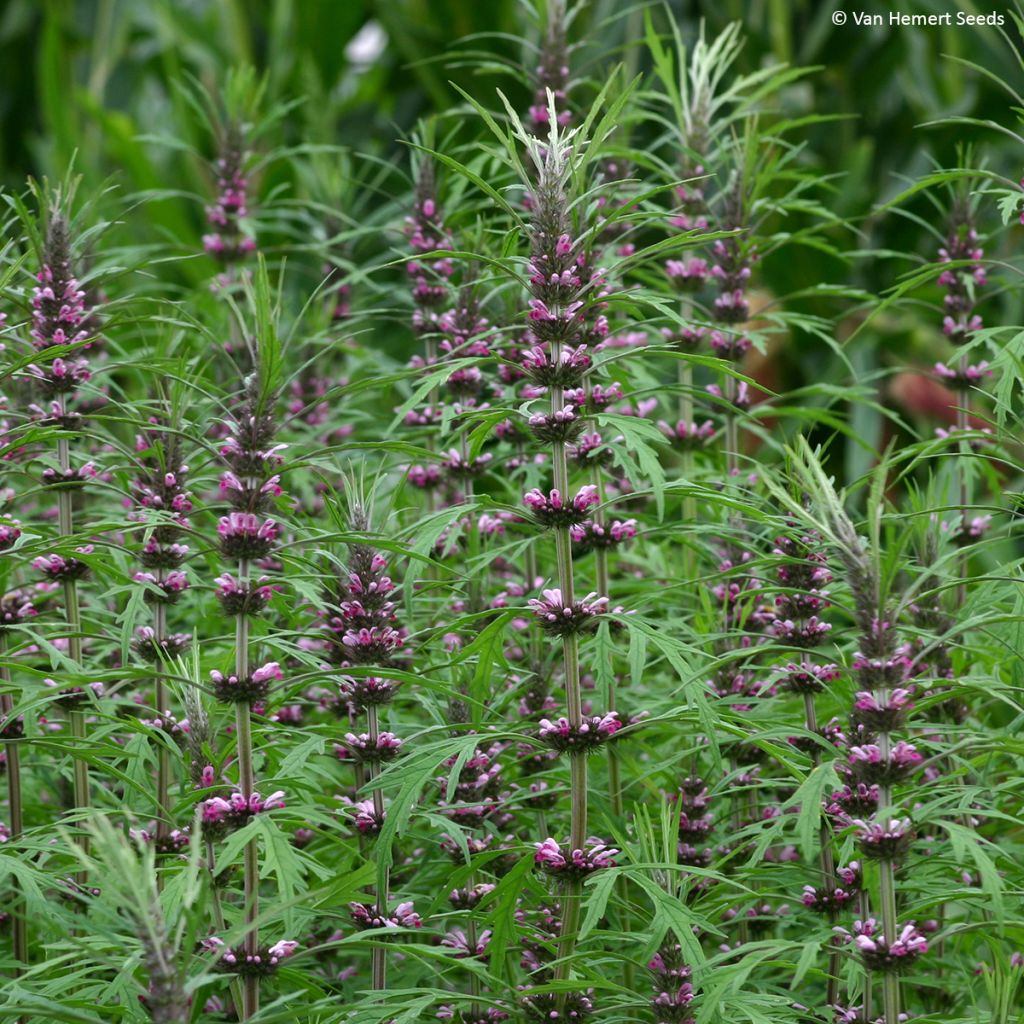 Leonurus sibiricus - Marijuanilla