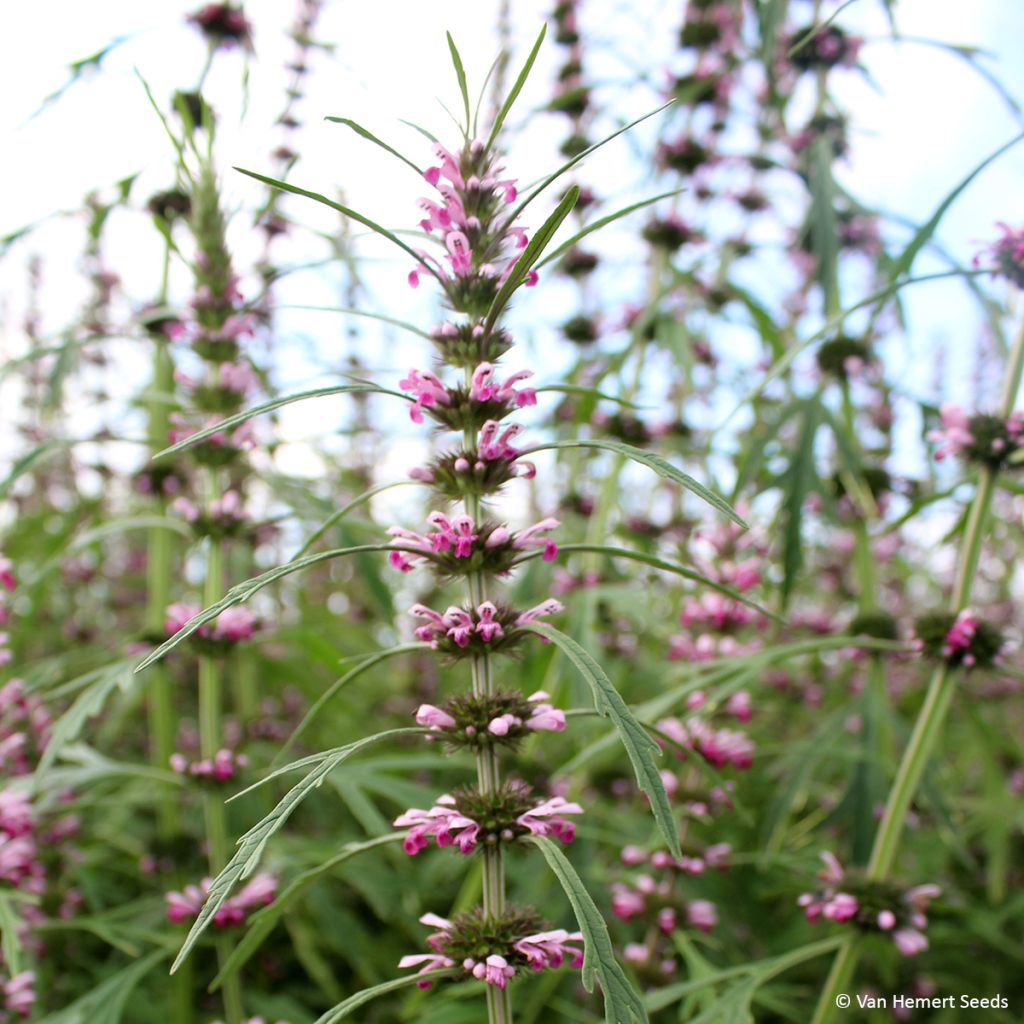 Leonurus sibiricus - Marijuanilla