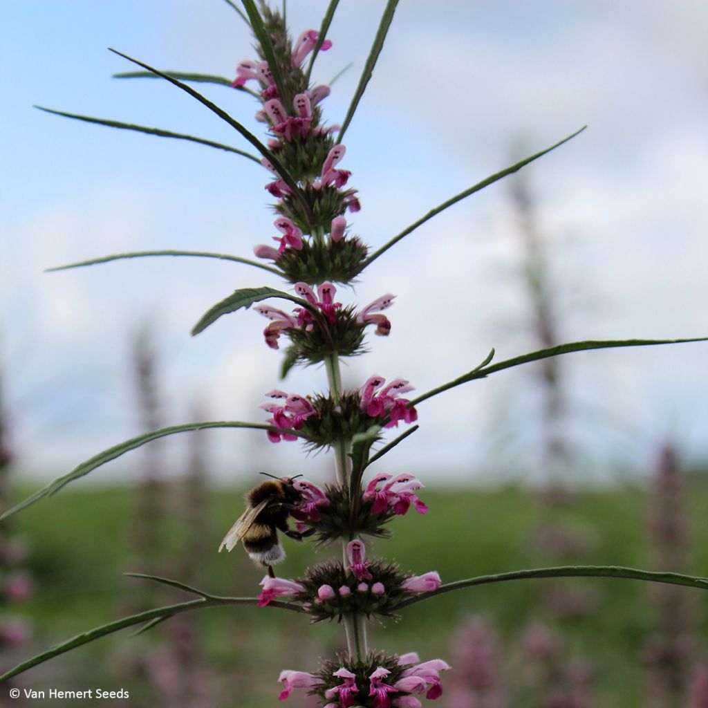 Leonurus sibiricus - Marijuanilla