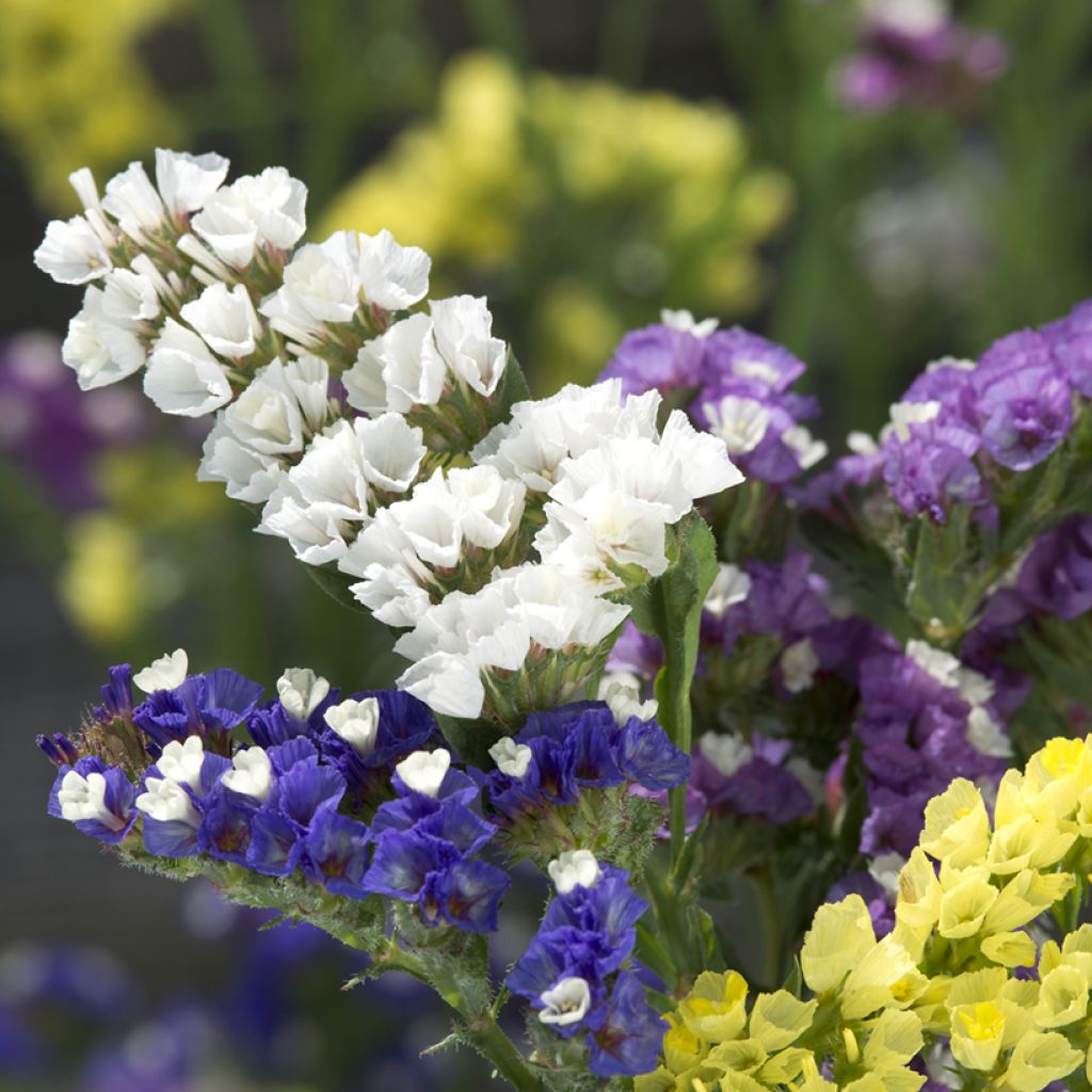 Limonium sinuatum Forever Mixed