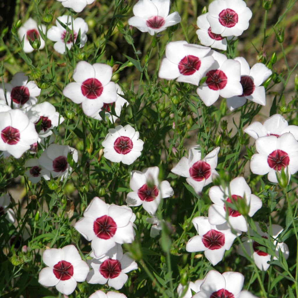 Linum grandiflorum Bright Eyes