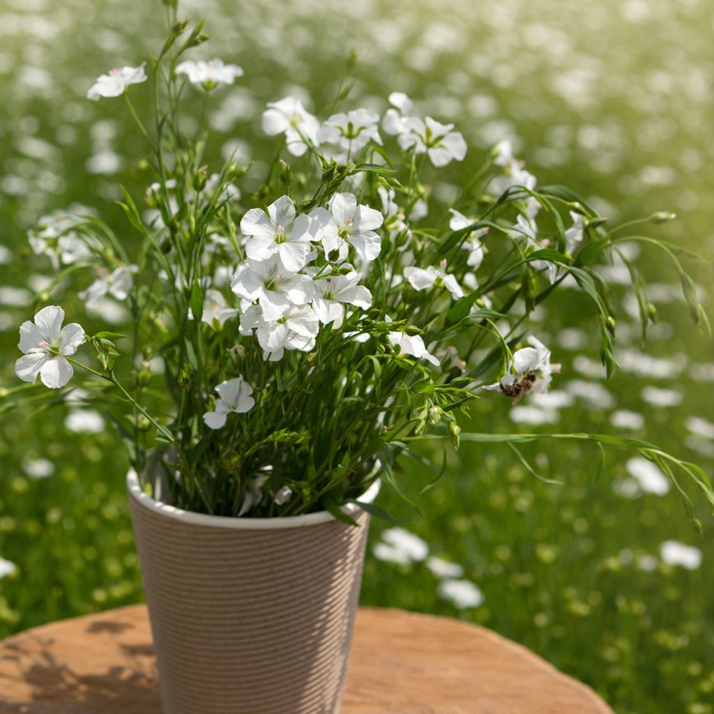 Linum perenne Diamant - Lino azul