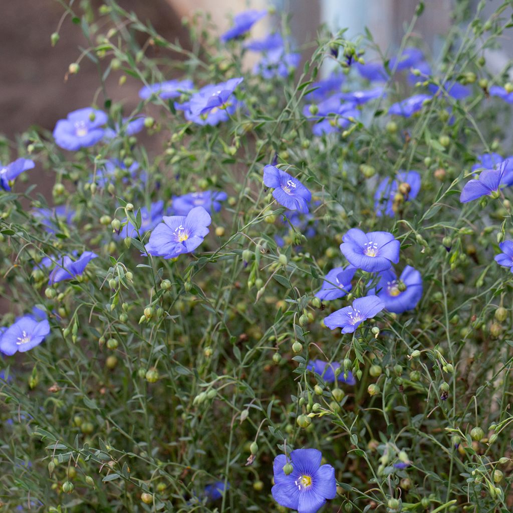 Linum perenne Saphir bleu - Lino azul