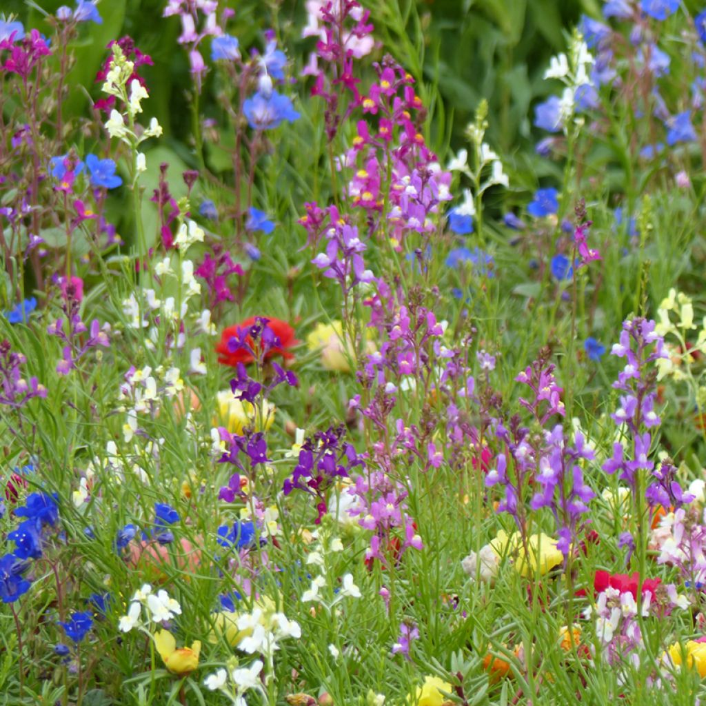 Linaria maroccana Fairy Bouquet mix - Sapo marroquí