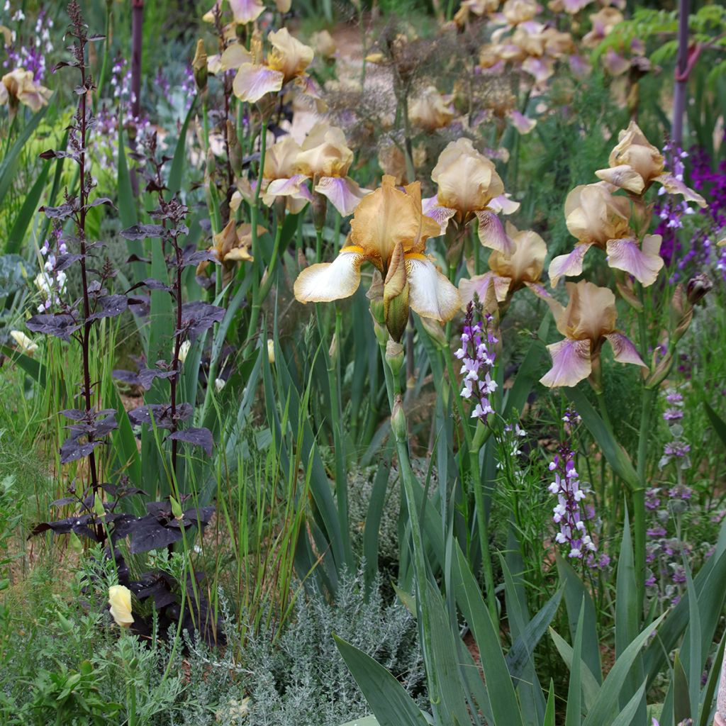 Linaria maroccana Licilia Azure - Sapo marroquí