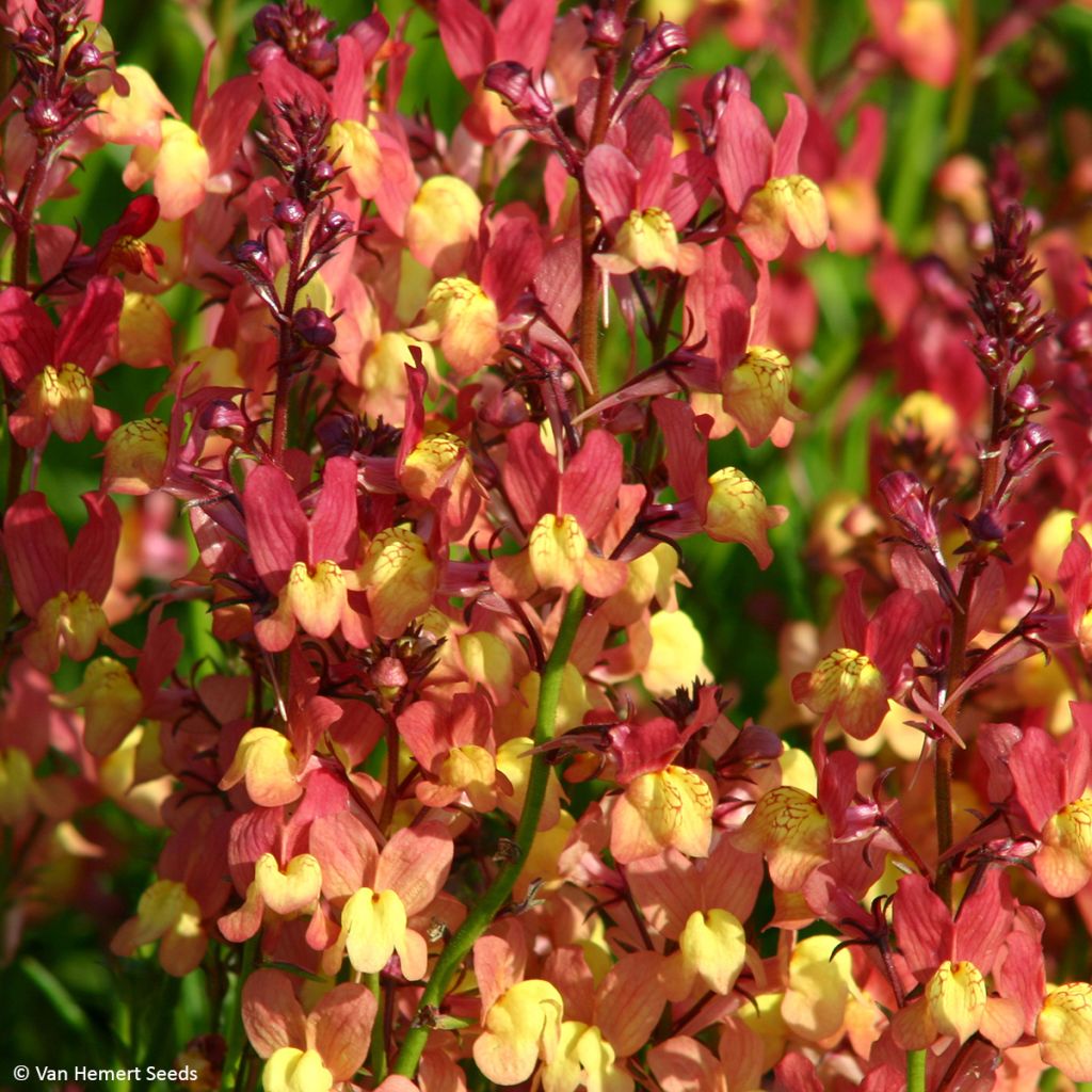 Linaria maroccana Licilia Peach - Sapo marroquí