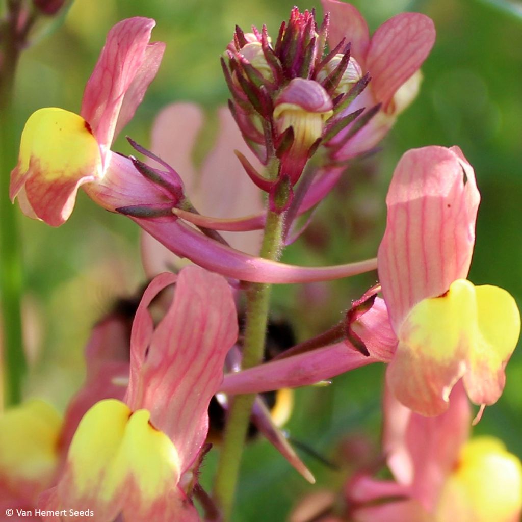 Linaria maroccana Licilia Peach - Sapo marroquí