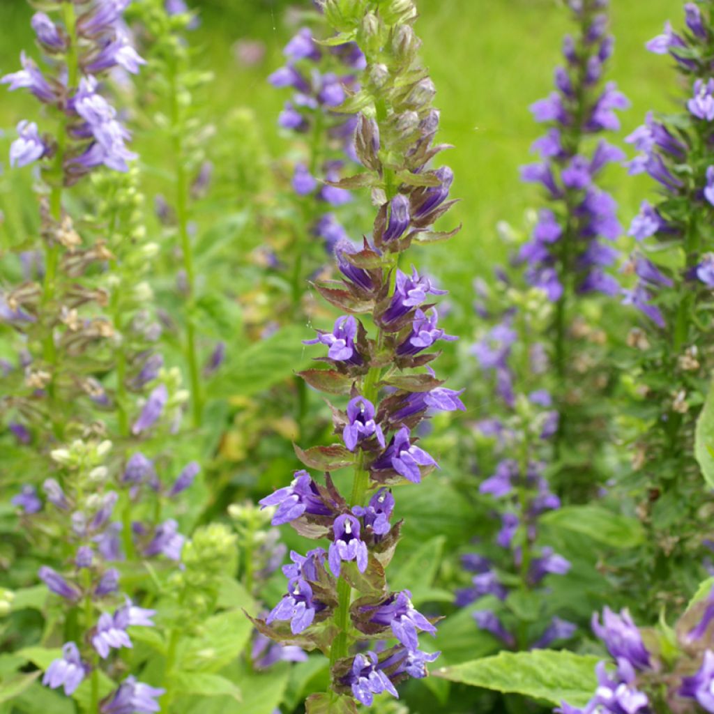 Lobelia siphilitica Clear Blue