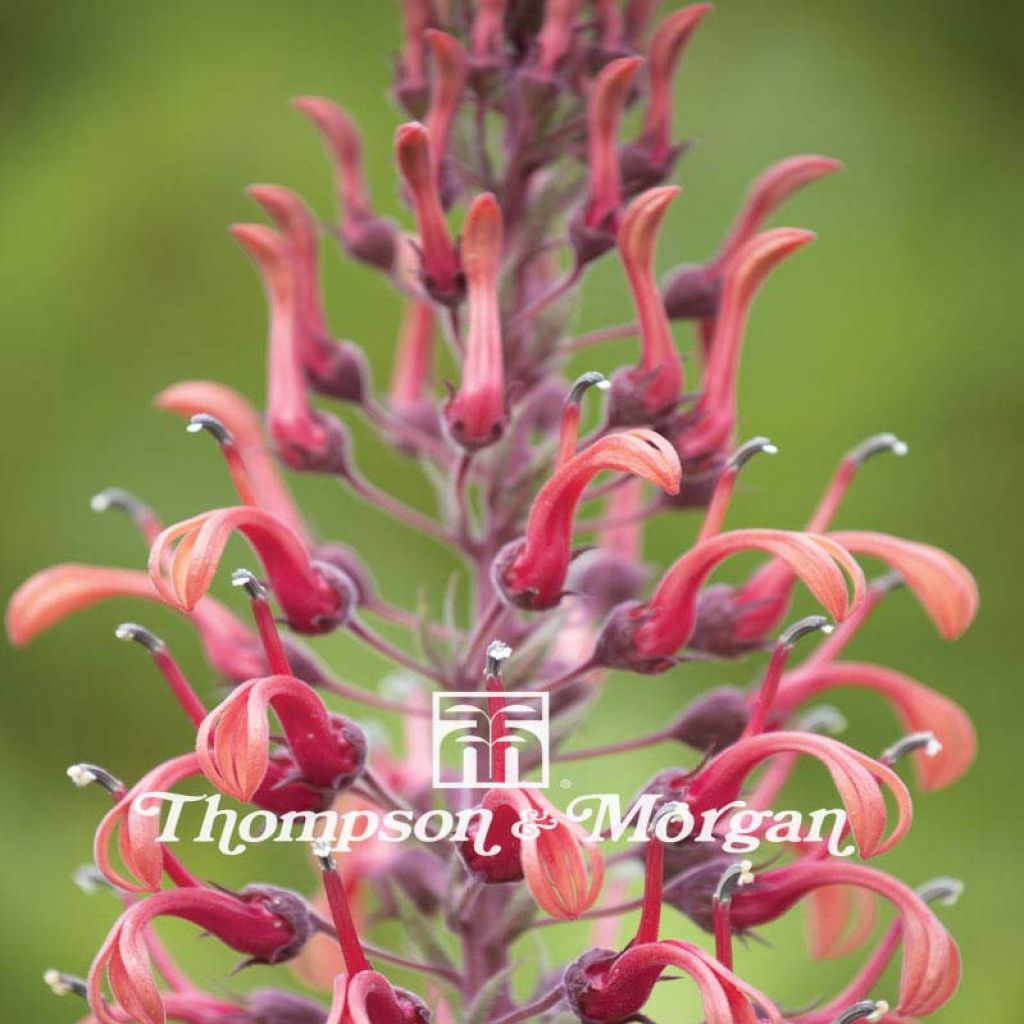 Graines de Lobelia tupa