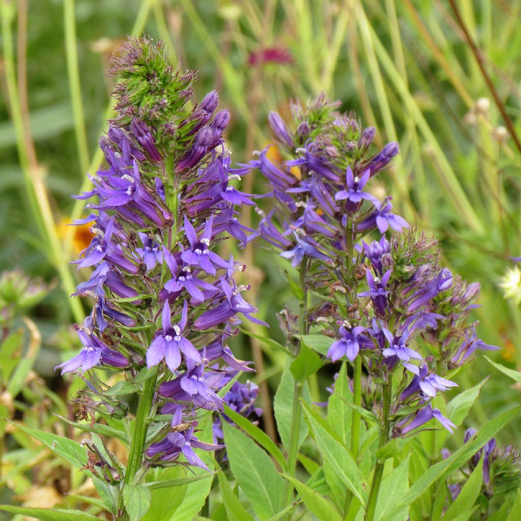 Graines de Lobelia x gerardii Vedrariensis - Lobélia violet