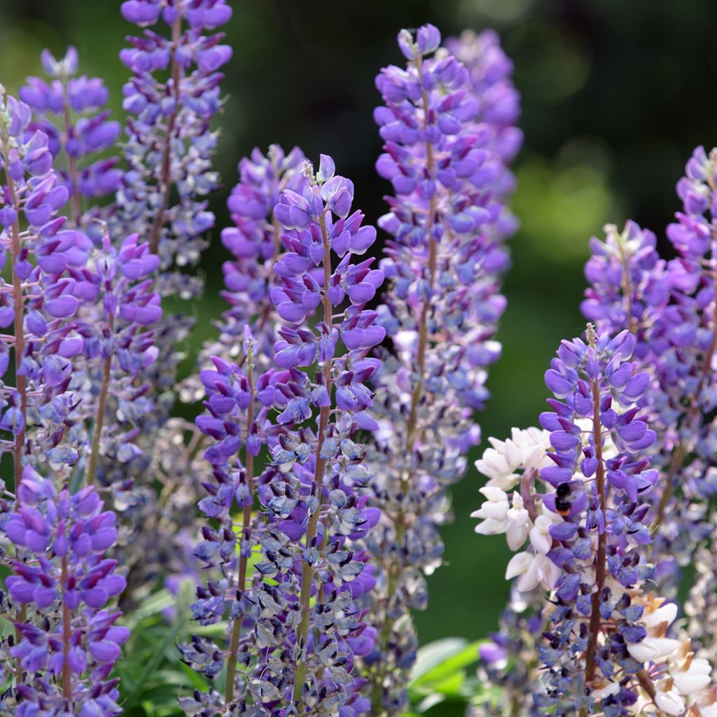 Lupinus perennis - Altramuz perenne