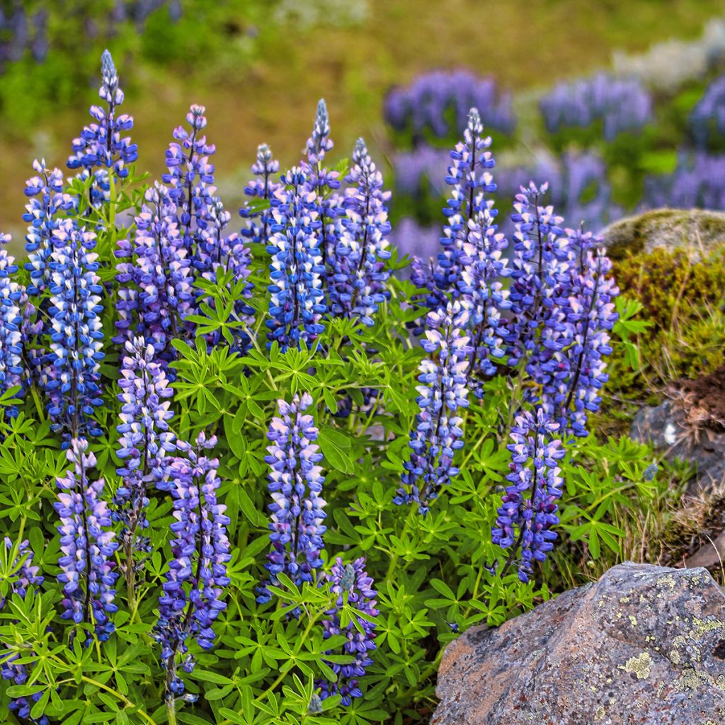 Lupinus perennis - Altramuz perenne