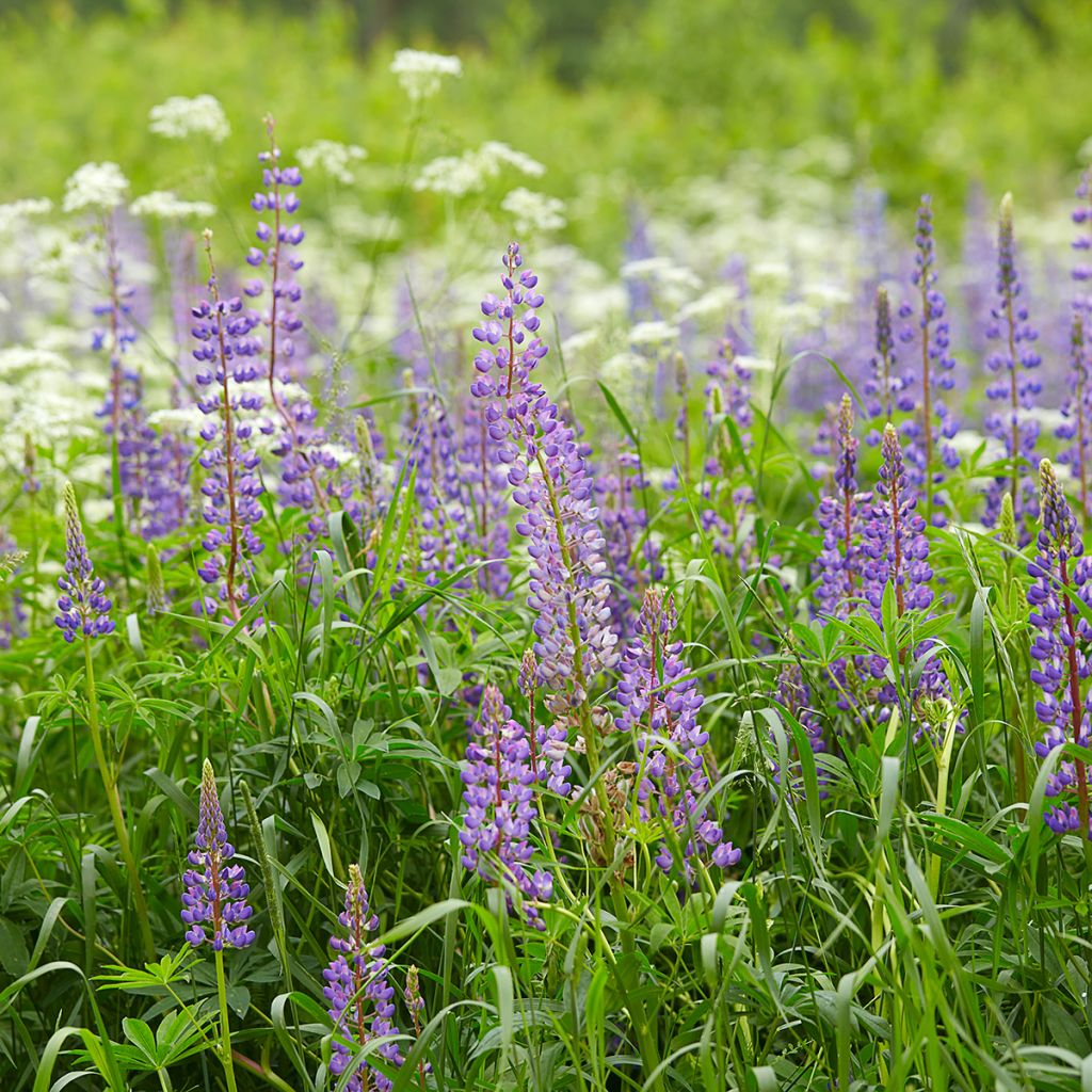 Lupinus perennis - Altramuz perenne