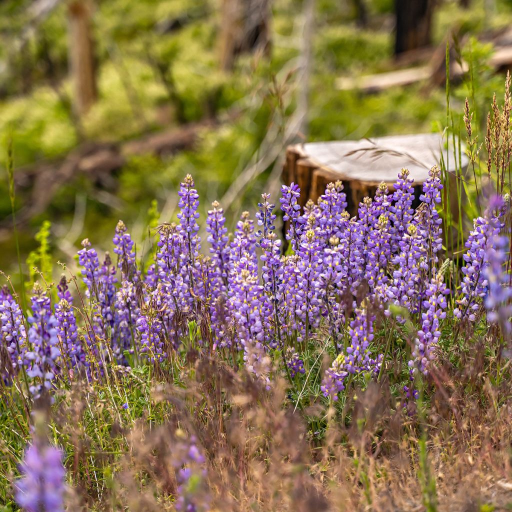 Lupinus perennis - Altramuz perenne