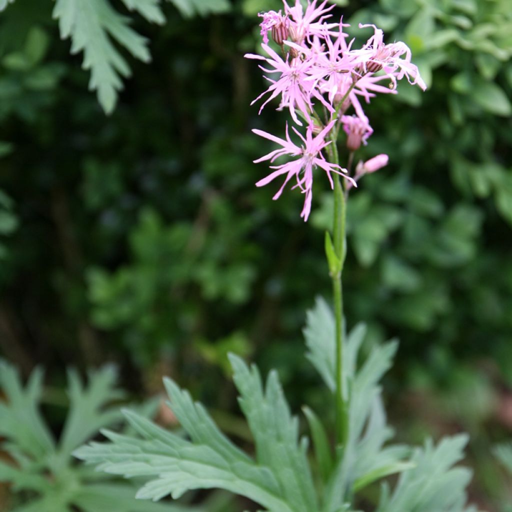 Lychnis flos-cuculi (semillas) - Flor de cuclillo