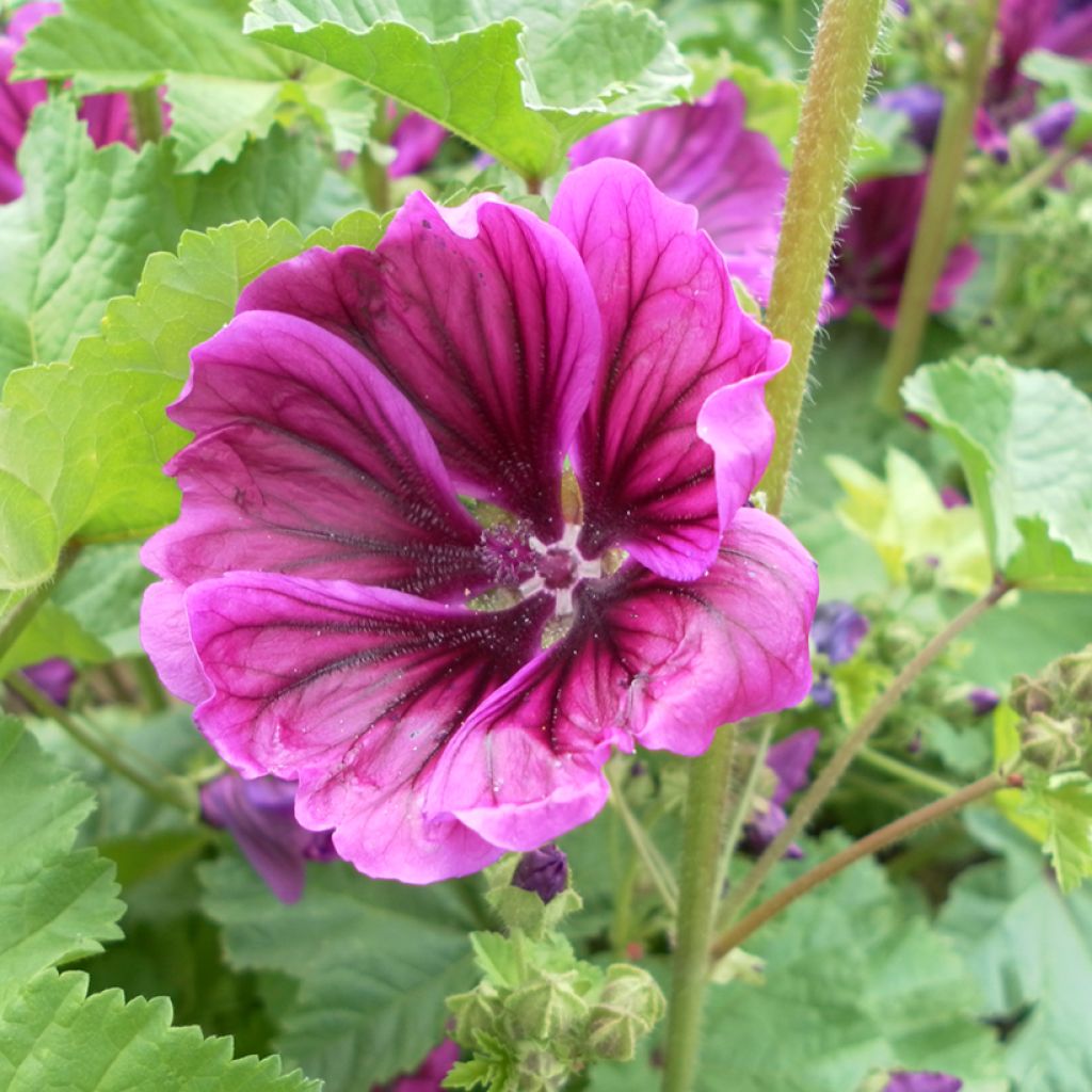 Malva común var Mauritiana Bio -  Malva sylvestris