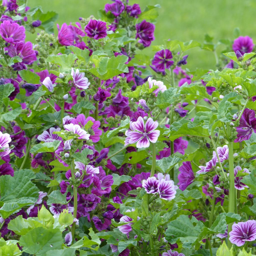 Malva común Purple Zebra Mix - Malva sylvestris