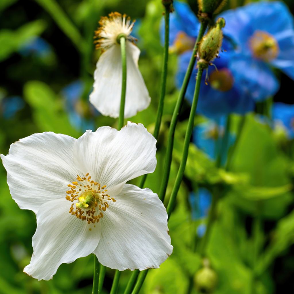 Meconopsis baileyi Alba - Amapola del Himalaya