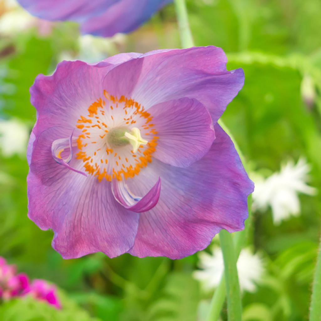 Meconopsis baileyi Hensol Violet - Amapola azul del Himalaya