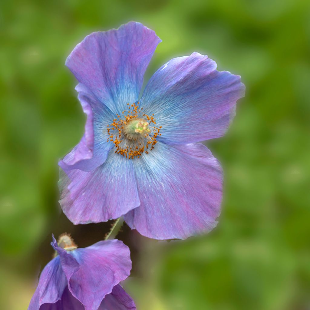 Meconopsis baileyi Hensol Violet - Amapola azul del Himalaya