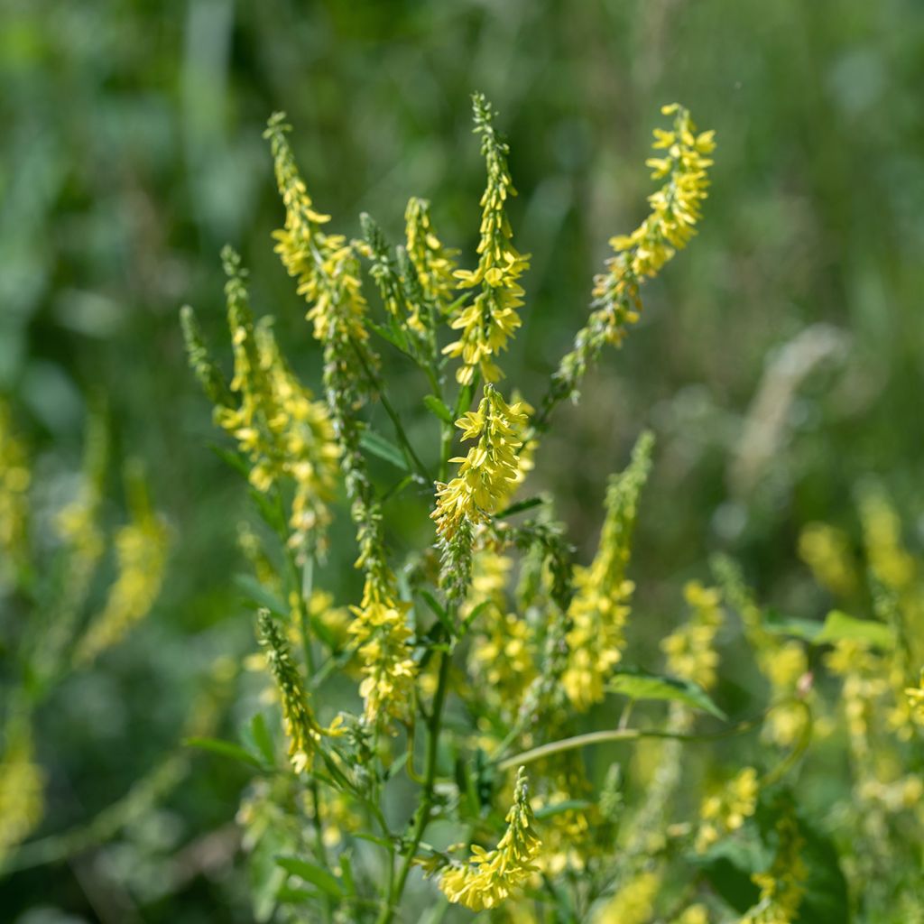 Meliloto amarillo - Melilotus officinalis