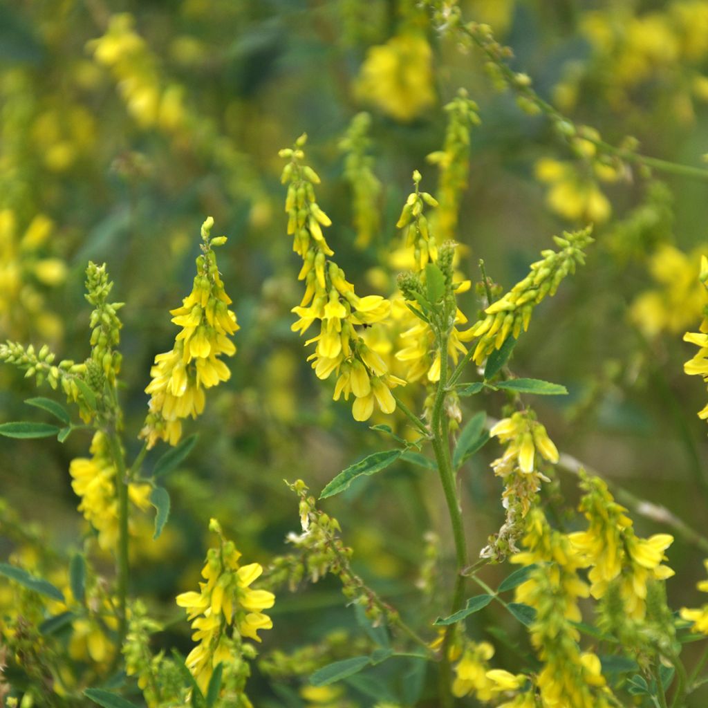 Meliloto amarillo - Melilotus officinalis