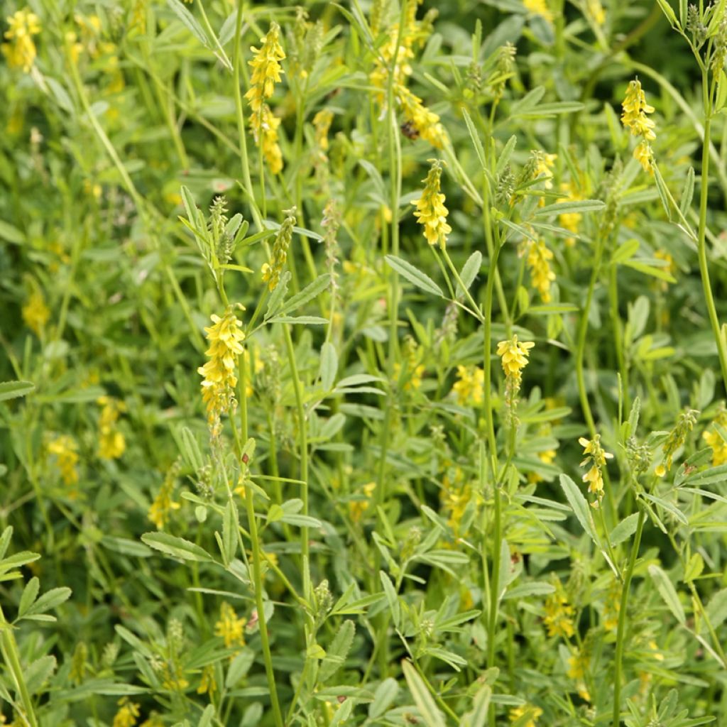 Meliloto amarillo - Melilotus officinalis