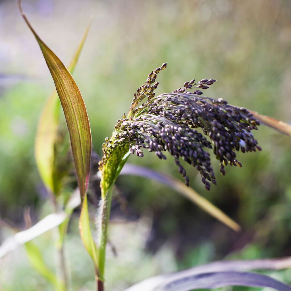 Panicum miliaceum Violaceum