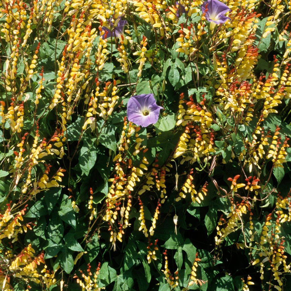 Mina lobata - Bandera espanola