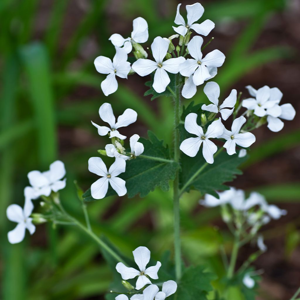 Lunaria annua Alba (semillas) - Monedas del Papa