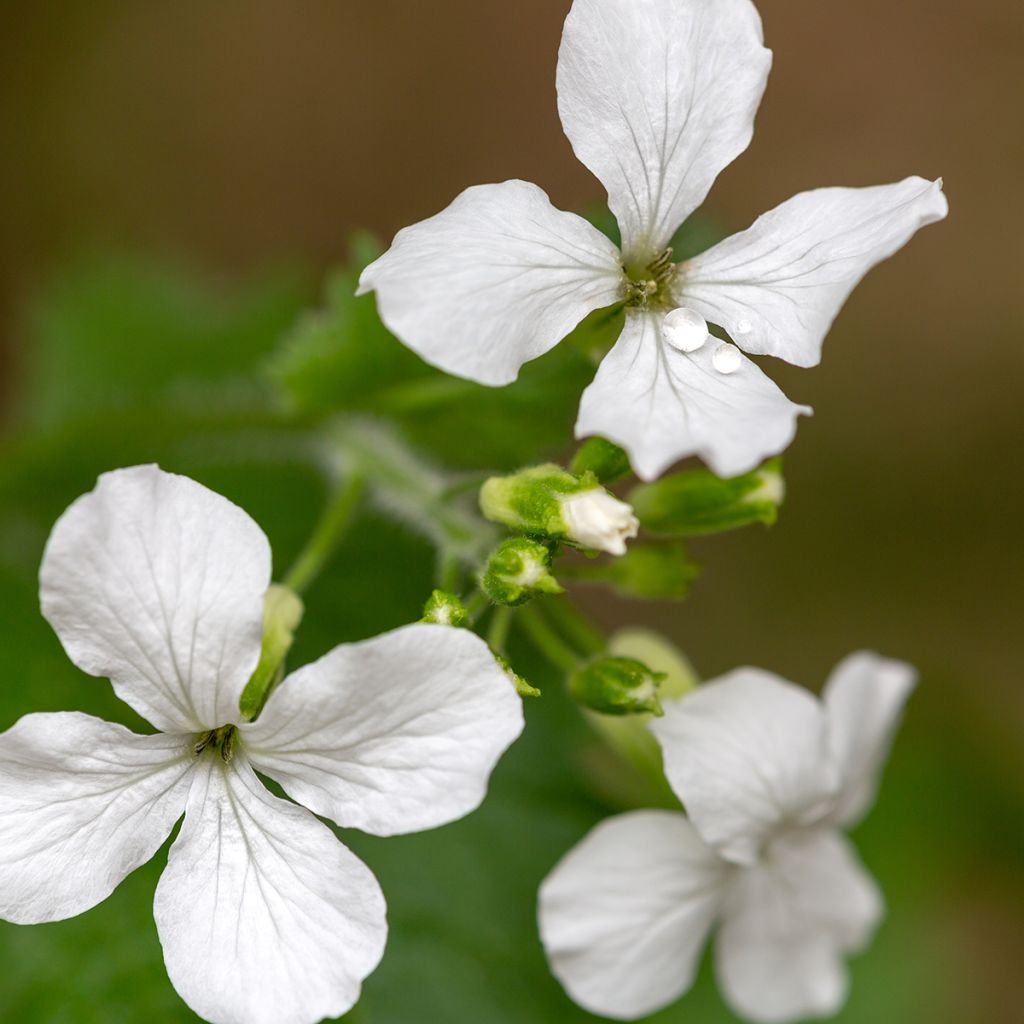 Lunaria annua Alba (semillas) - Monedas del Papa