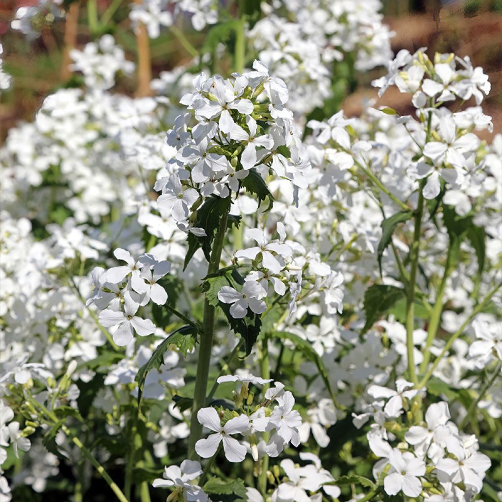 Lunaria annua Alba (semillas) - Monedas del Papa