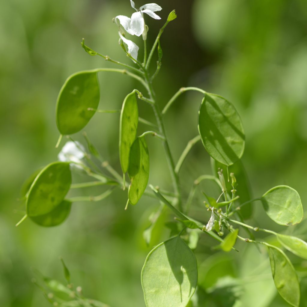 Lunaria annua (semillas) - Monedas del Papa