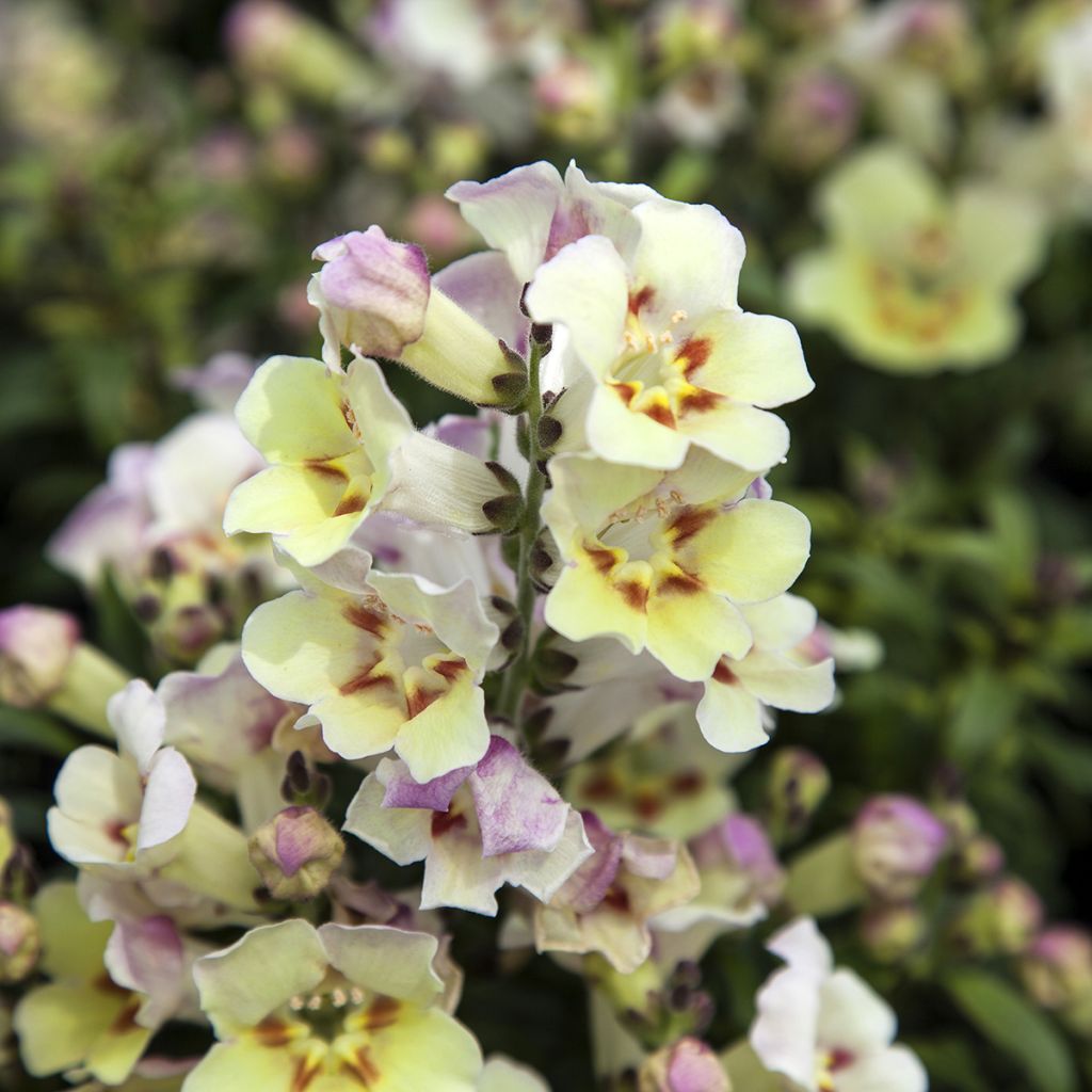 Antirrhinum Antiquity Lemon